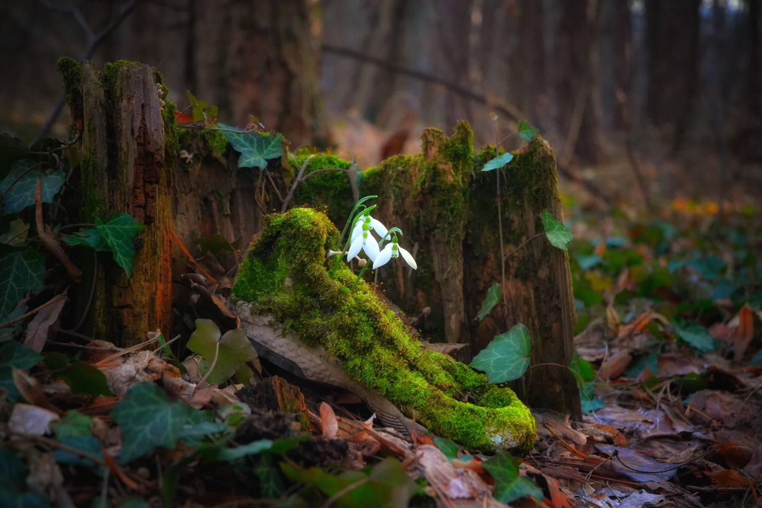 , Юлияна Стоянова