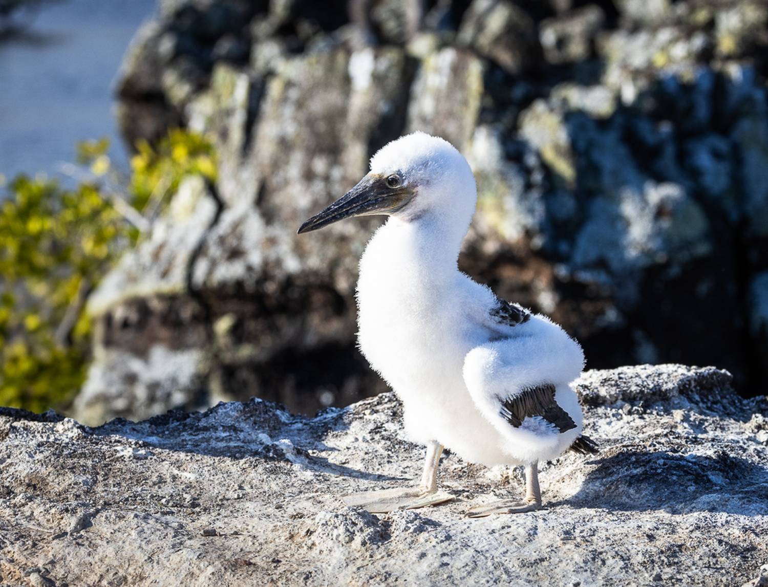 , Лозицкий Александр