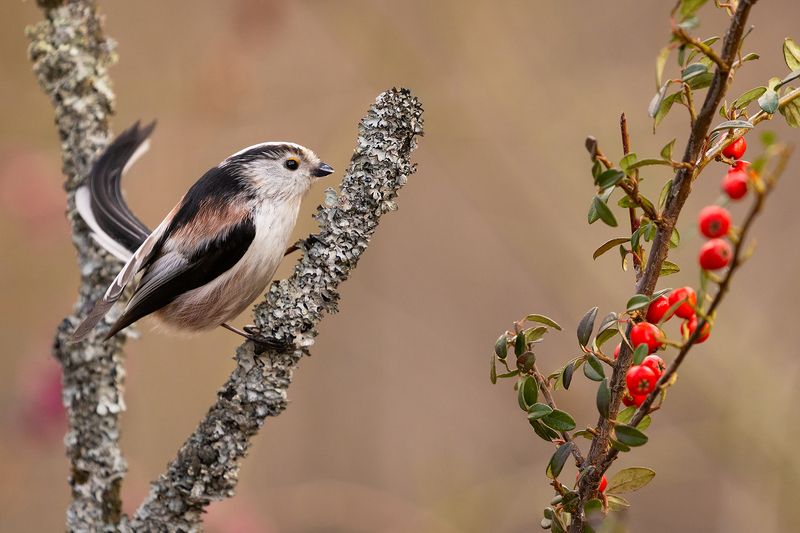 Long-tailed Ti фото превью