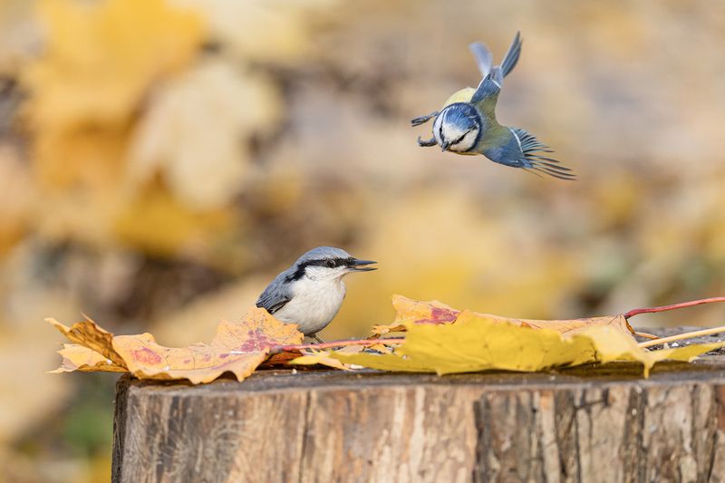 золотая осень, осень, птицы, поползень, синица, лазоревка  фото превью
