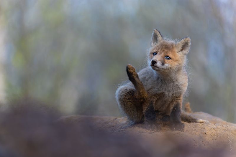 лиса, лисенок кабы я бы, я бы кабы фото превью