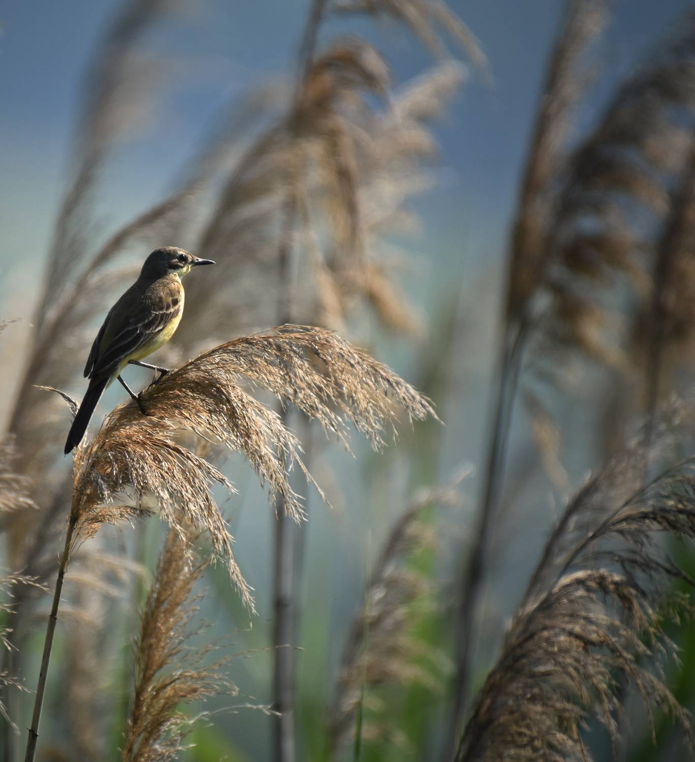, Герчев Николай
