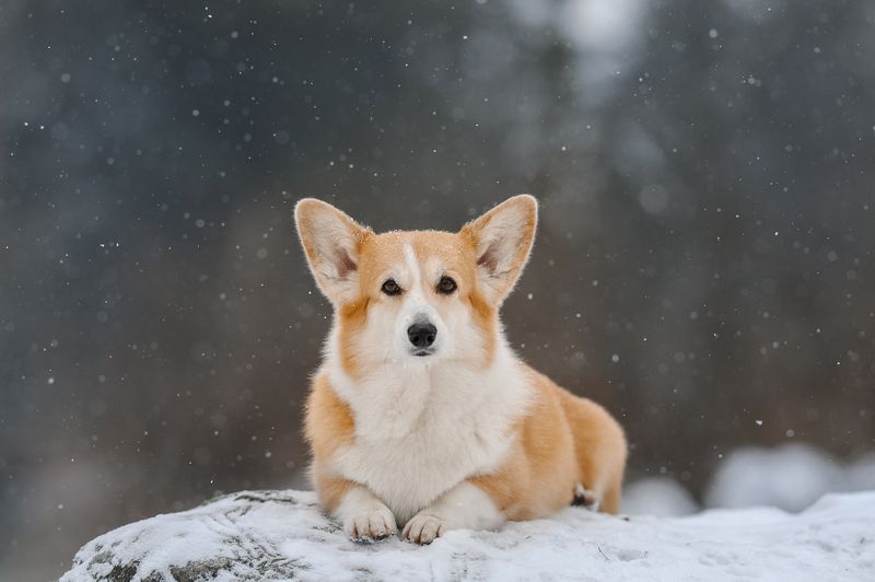 Снежинки фото превью