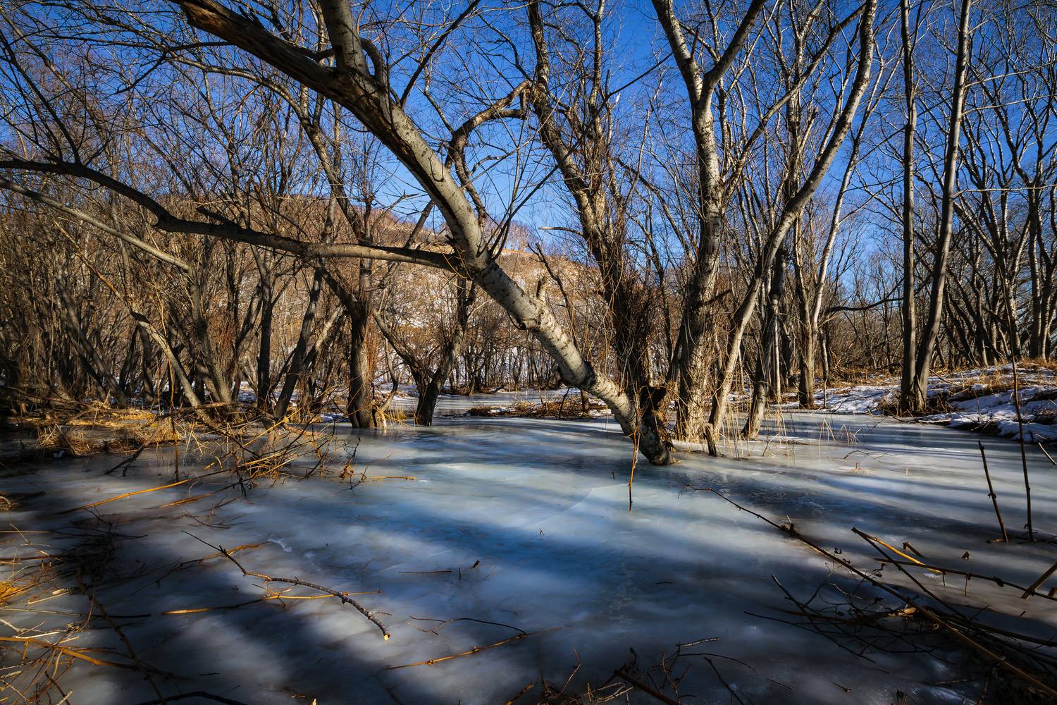 лёд, деревья, замёрзшее болото, зима, камчатка, Уткин Дмитрий