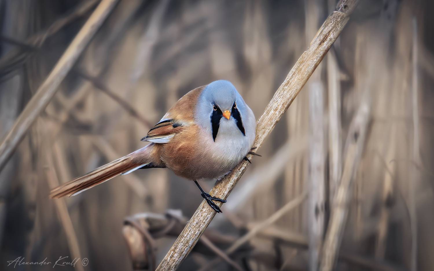 усатая синица, panurus biarmicus, Круль Александр