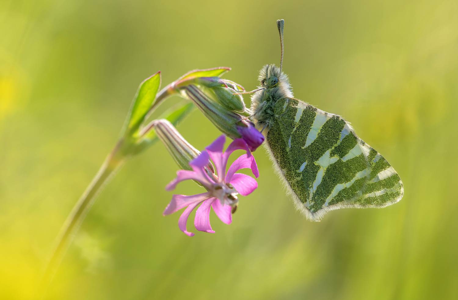Butterfly, contrajure, bokeh, Татьяна Горбачева Маментьева