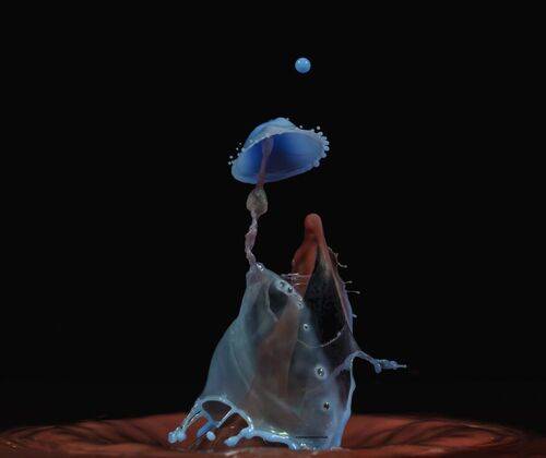 drop insect