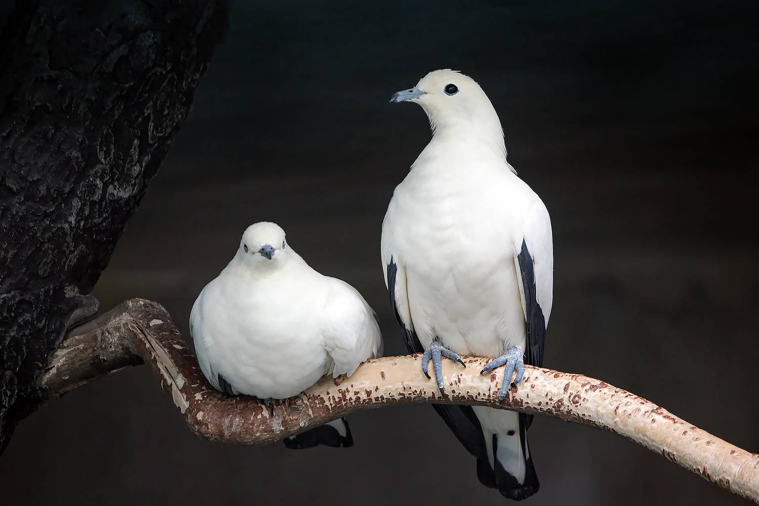 голубь, двуцветный фруктовый голубь, ducula bicolor, КарОл