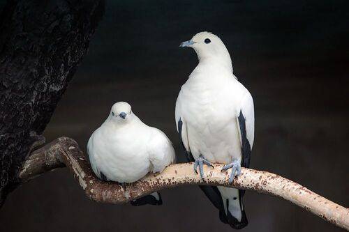 Двуцветный фруктовый голубь