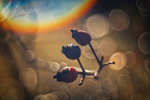 Зимний шиповник.