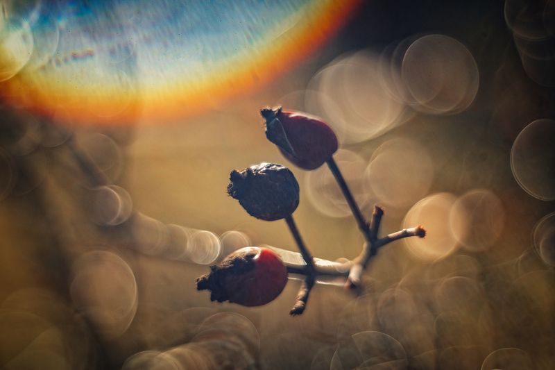 макро, макро фотография, зима, крымская зима, природа, красота природы, ягоды, шиповник, атмосферное, свет, солнце, засветки, мануальное, винтажная оптика, юпитер-8, керчь, россия Зимний шиповник. фото превью