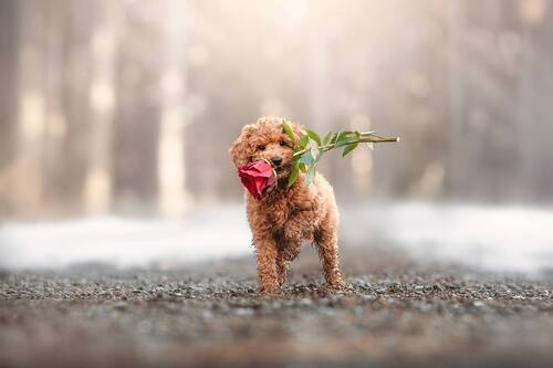 Un doux messager d’amour