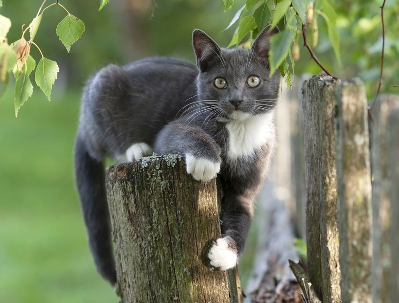 котята, кошки, деревня, лето Деревенские котята фото превью