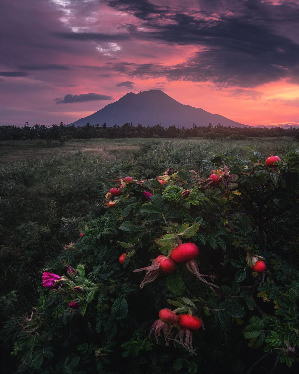 , Политова Анна