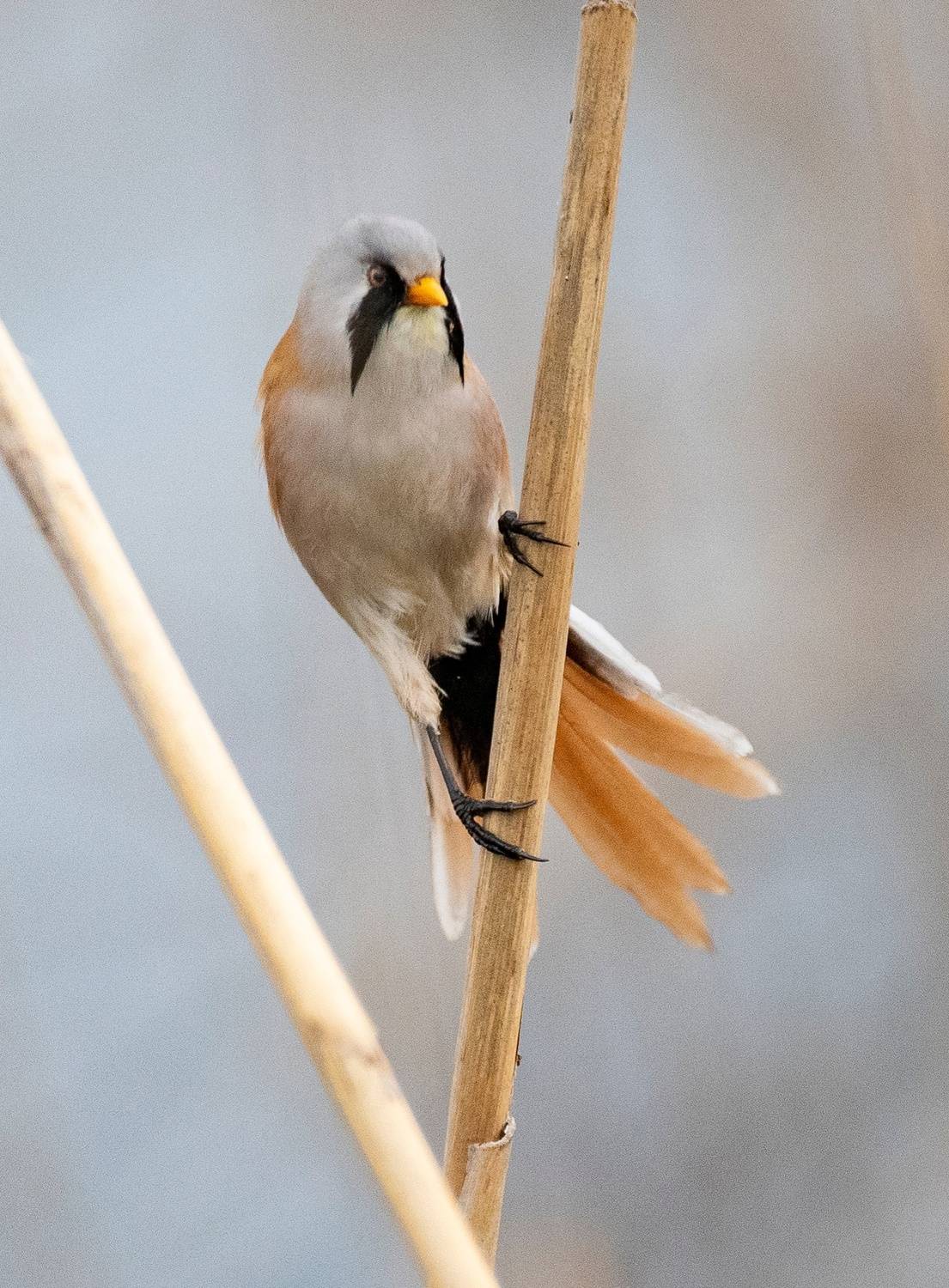 усатая синица птицы, Gurdina Lena