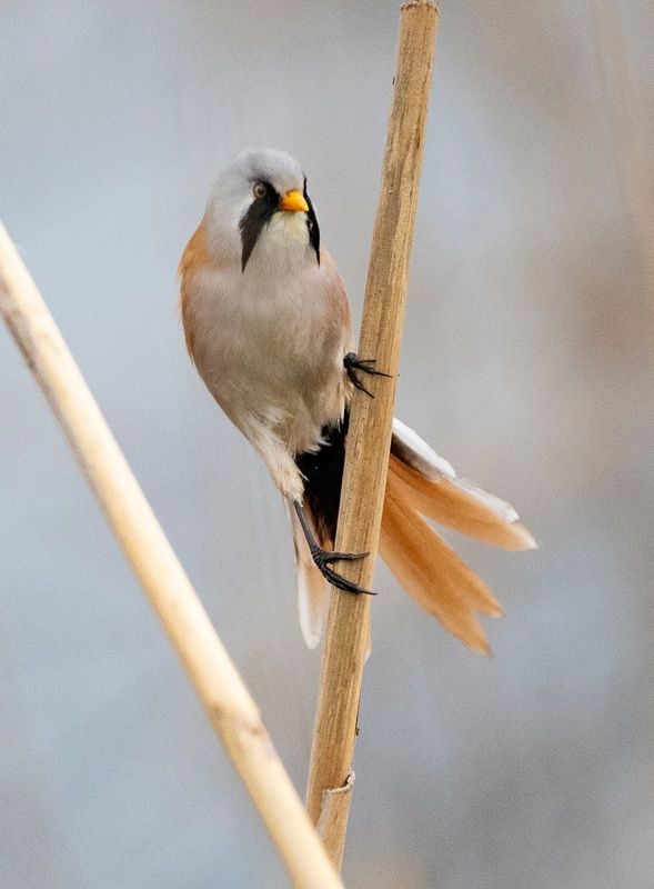 усатая синица птицы Усатая синица фото превью
