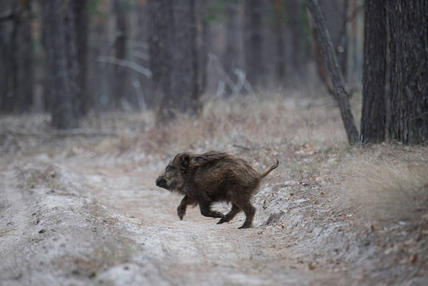 кабан, лес, поход, природа, boar, forest, nature, naturephotografy, nikon, nikonrussia, никон, Сергей Немцев
