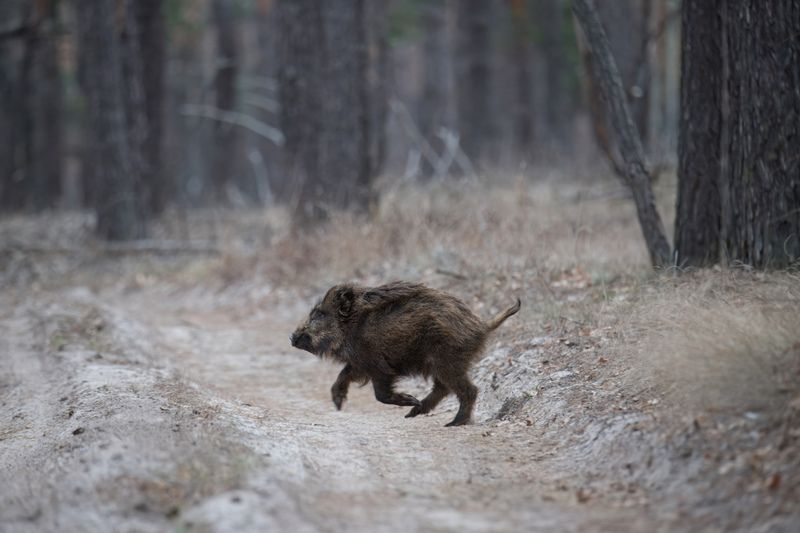 кабан, лес, поход, природа, boar, forest, nature, naturephotografy, nikon, nikonrussia, никон По лесной тропинке фото превью