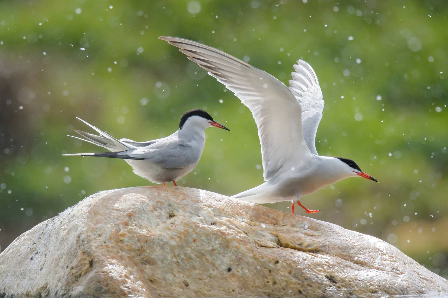 Речная крачка, брачные игры птиц, ухаживания птиц, Соварцева Ксения