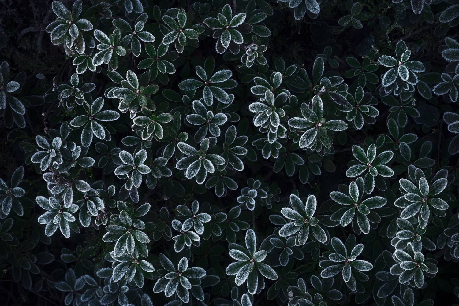 , Szabo Zsolt Andras