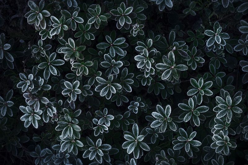 Hoary фото превью