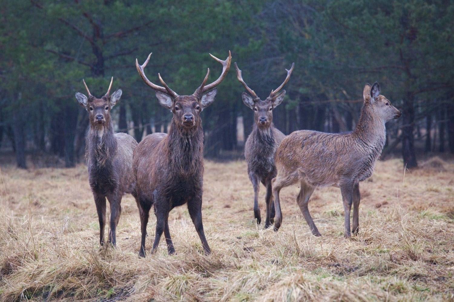 , Аседач Александр