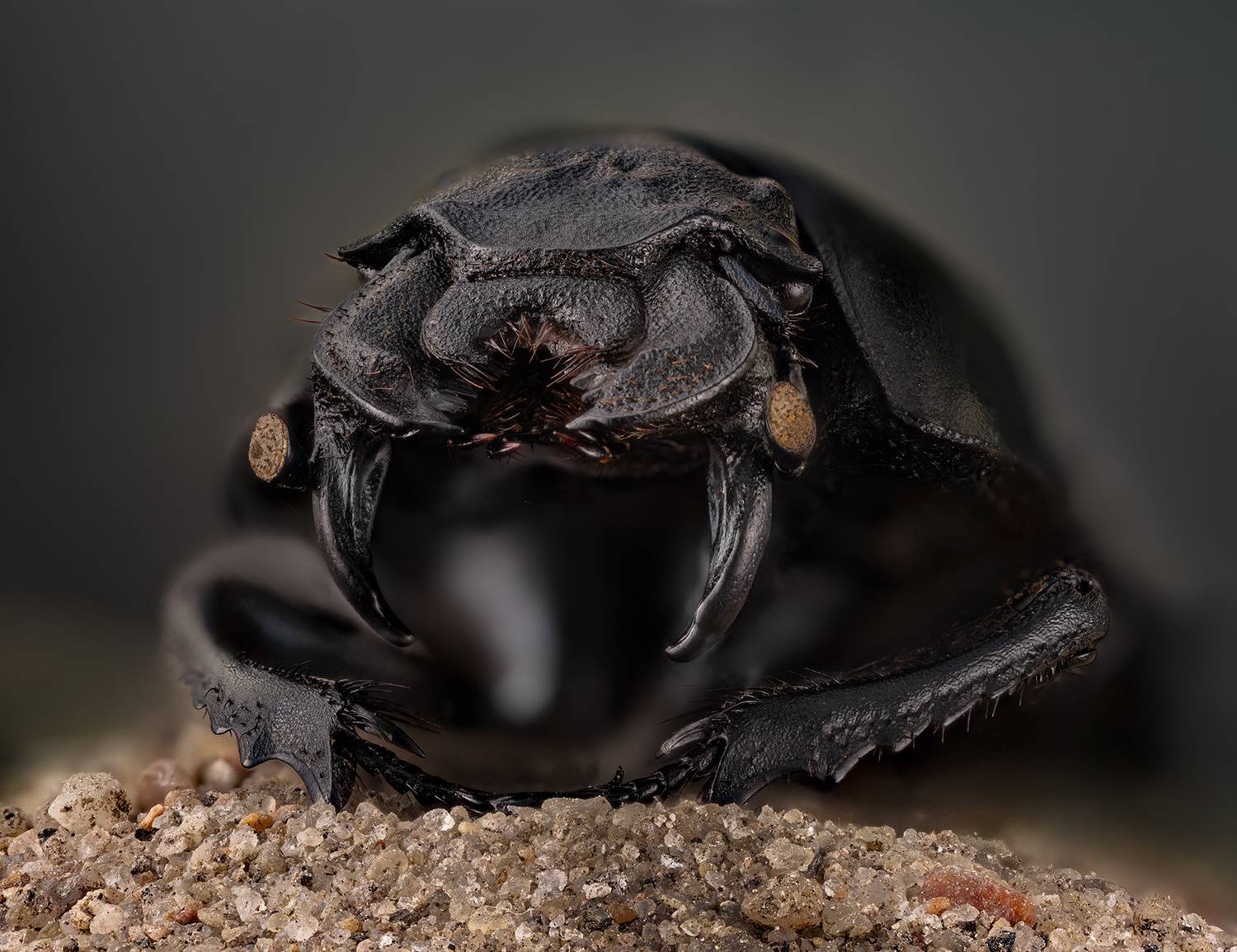 coleo[tera, scarabaeida, lethrus apterus, кравчик-головач,, Eugenijus Kavaliauskas