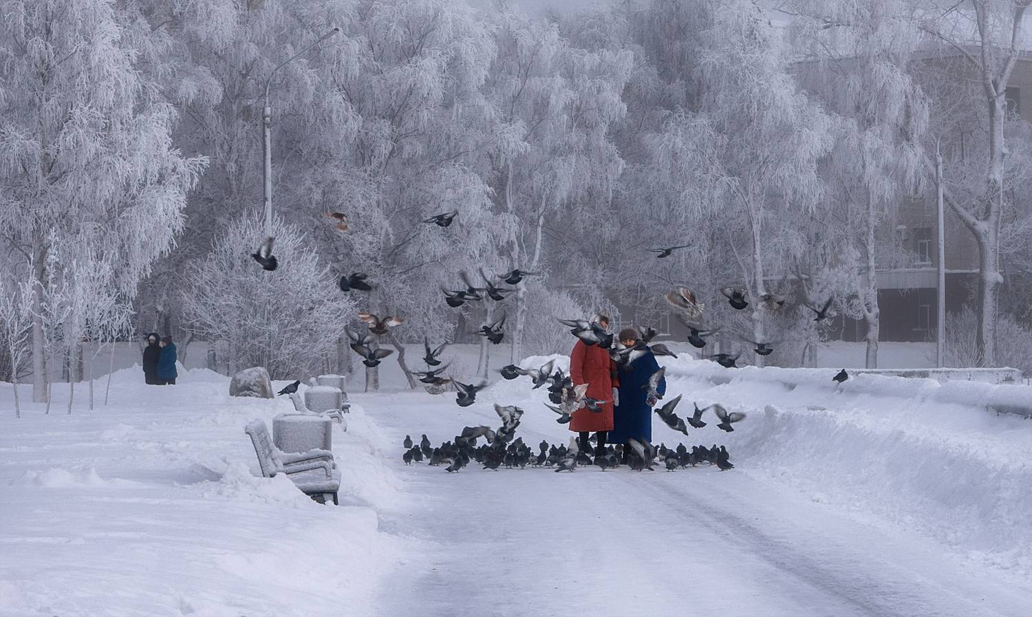город, зима, январь, деревья, иней, мороз, голуби, скамейки, аллея, Вера Ра