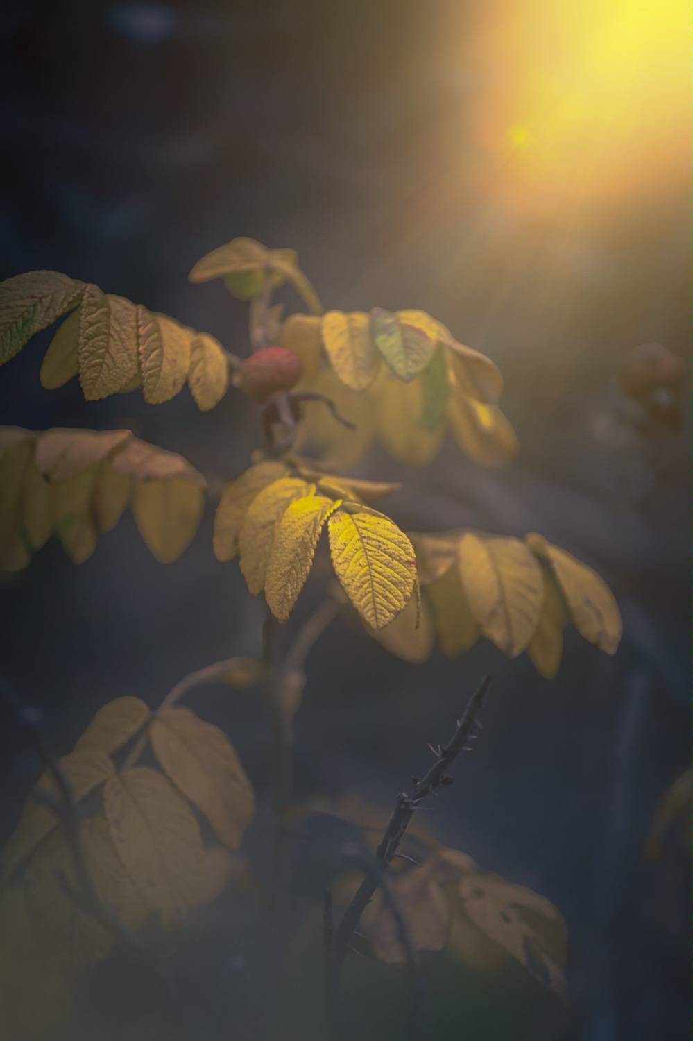 макро, macro, nature, природа, осень, autumn, золотаяосень, goldatum, солнце, Julia Kaissa