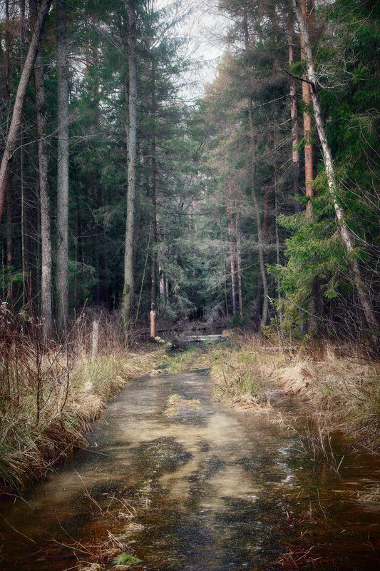 лес В лесу фото превью