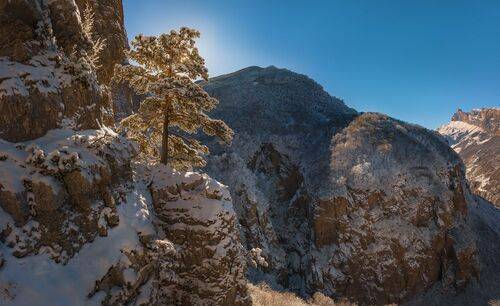 Сосна над ущельем