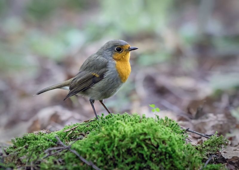 зарянка, малиновка, фотоохота Зарянка фото превью