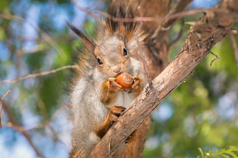 Белка на дереве фото превью