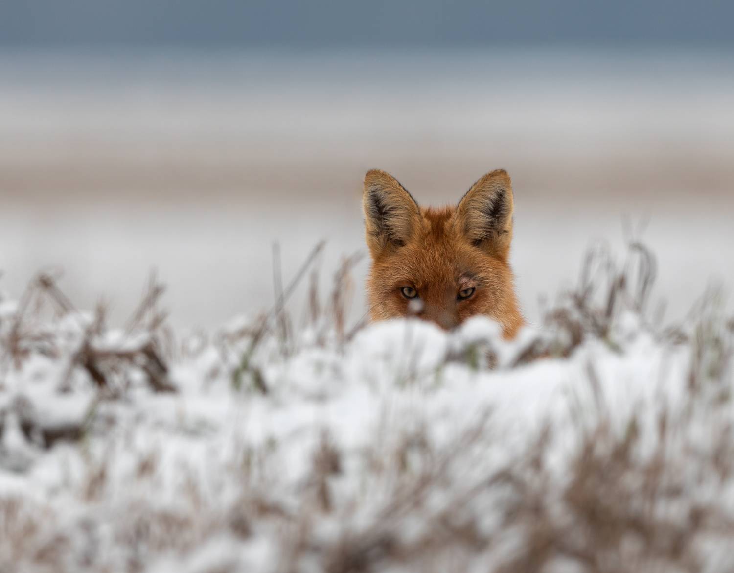 лисица, снег, дикие животные,, Vladimir Pakalevich