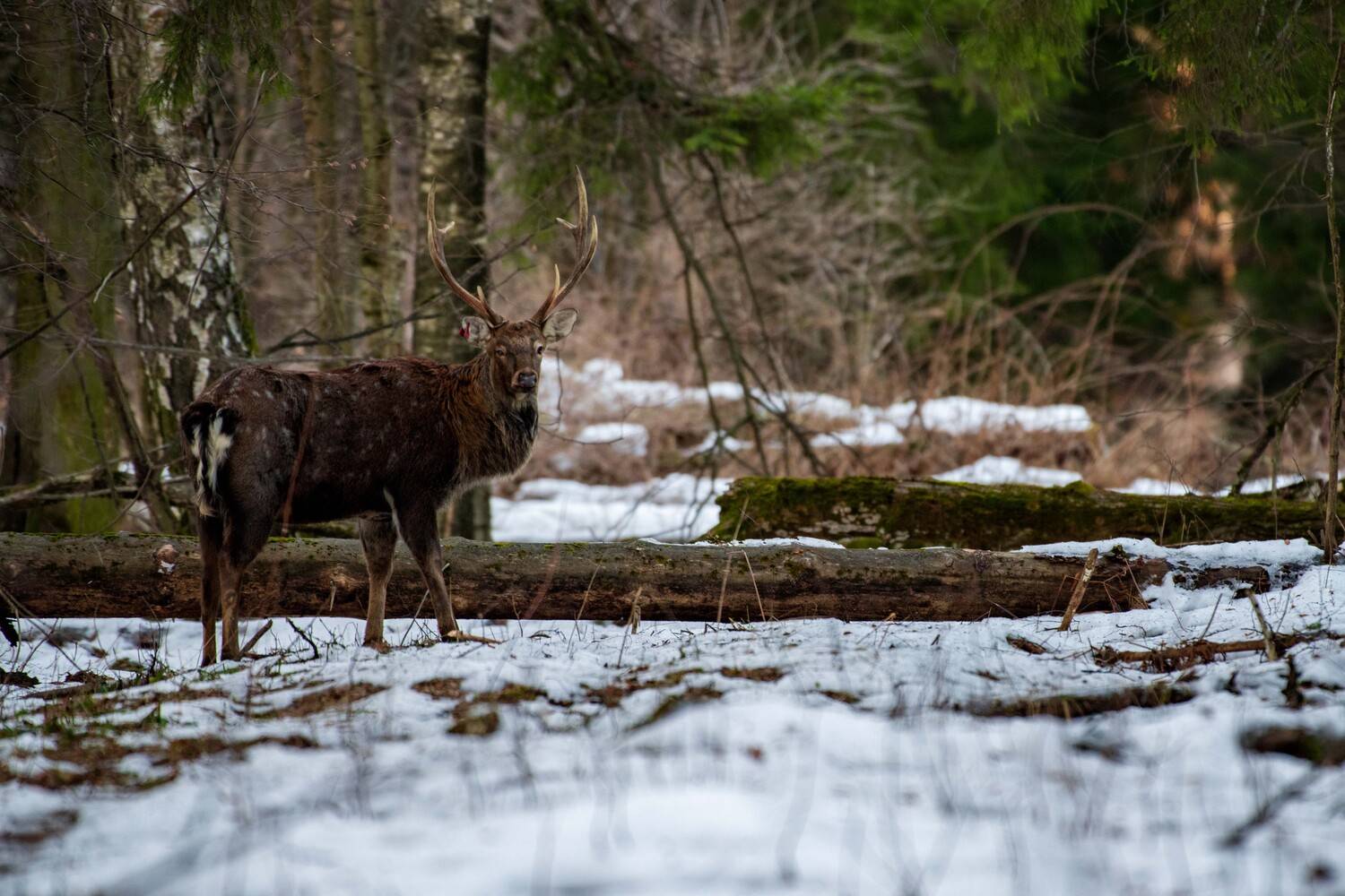 , Павел Ныриков