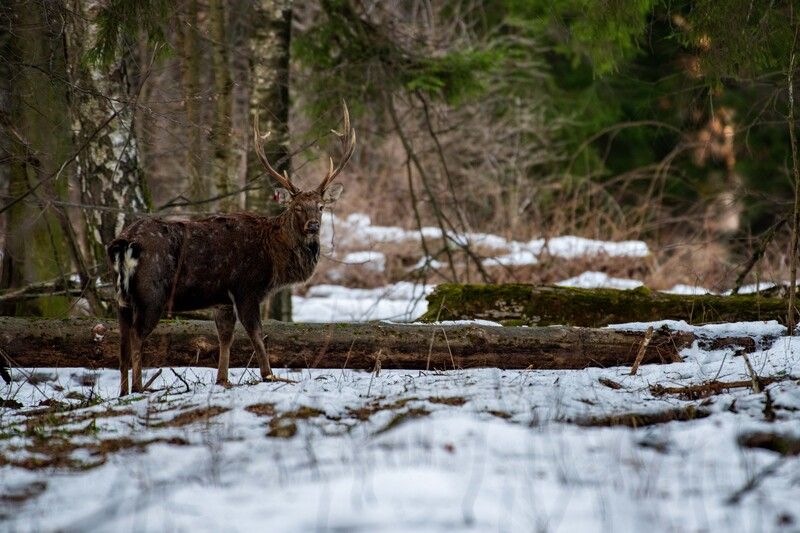 *** фото превью