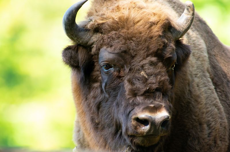 European bison, Bos bonasus, animals, mammals, nature,   European bison, (Bos bonasus) фото превью