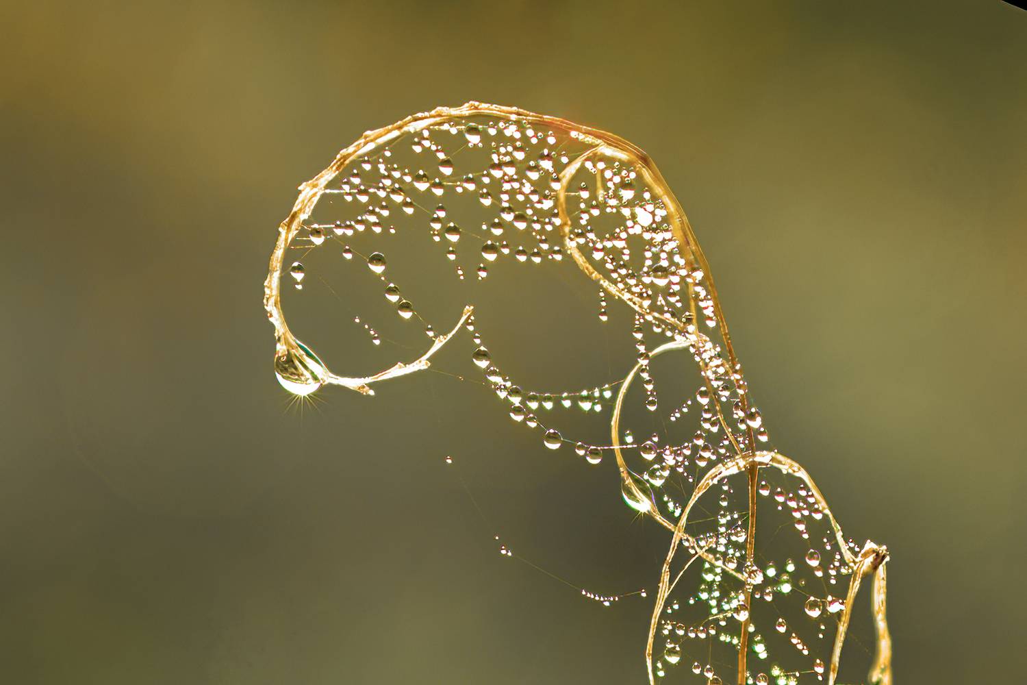 лето, утро, роса, травинки, паутина, паук, капля, восход, макро, подмосковье, туман, Юрий Спасенников