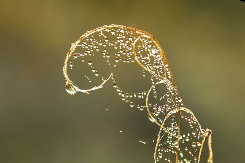 Вензель паучка фото превью