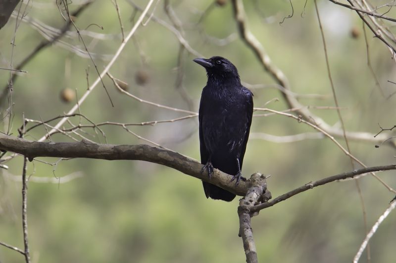 Crow on branch..Ворона на ветке фото превью