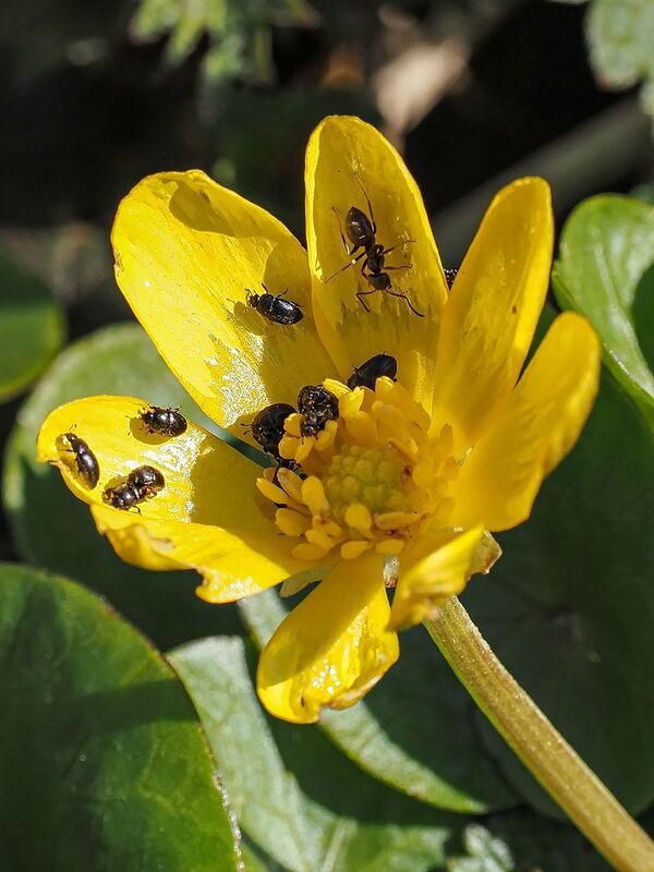макро, муравей, чистяк, цветоеды весенняя столовая фото превью