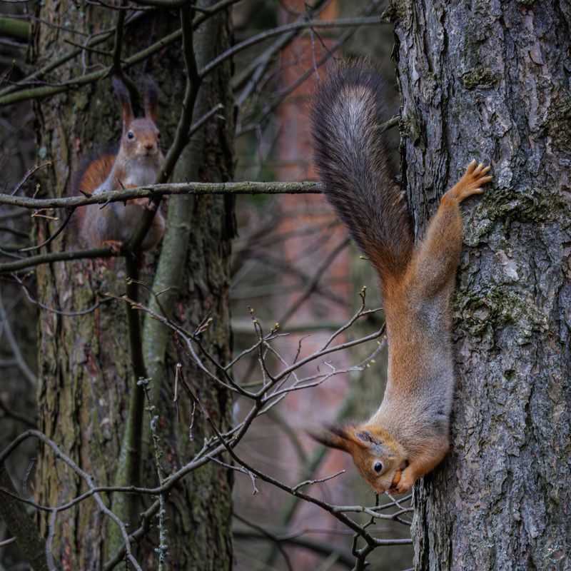 фото превью