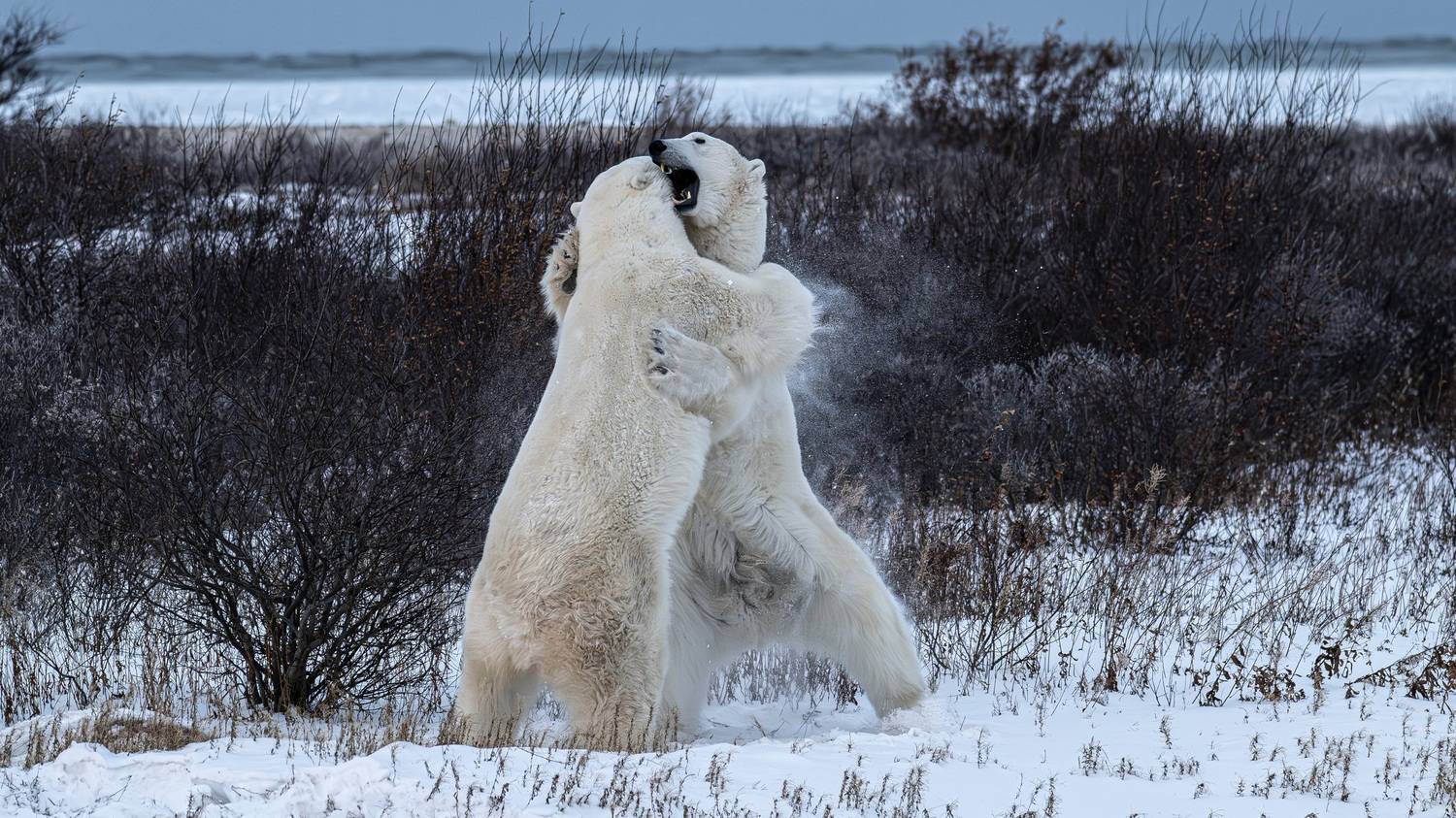 белые медведи, Сулоев Алексей