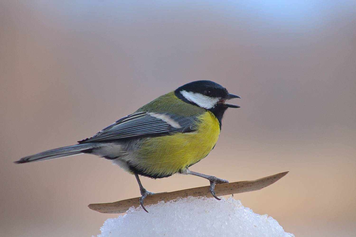 большая синица, parus major,, sergey izoya