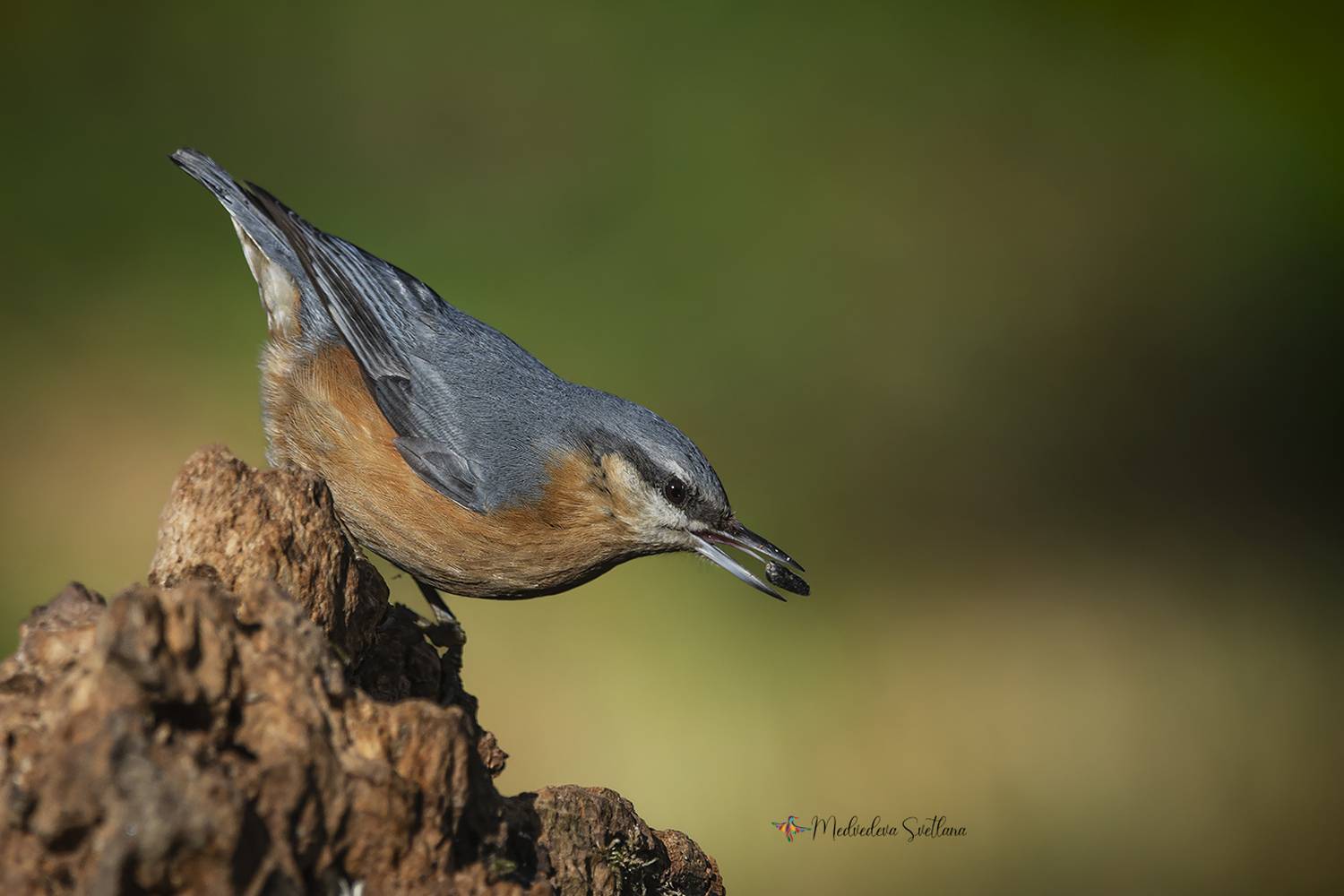 фотоохота, птица, поползень, момент, Медведева Светлана