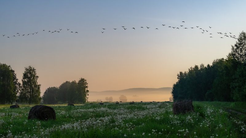 лето, поле, туман, птицы, рассвет Вспоминая лето.. фото превью