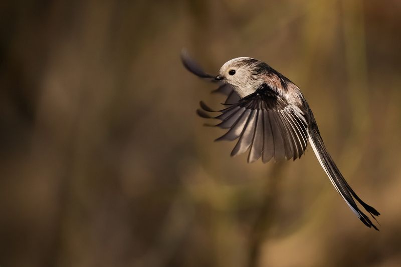 Long-tailed Ti фото превью