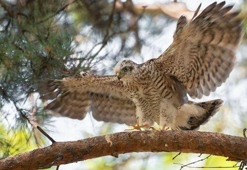Ястребы (слётки) 2 ФОТО.
