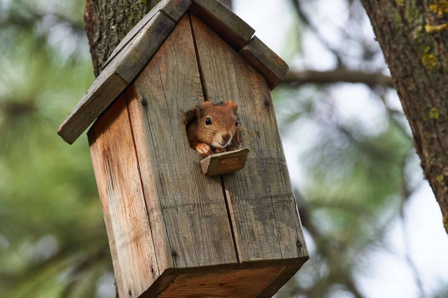 squirrel, volgograd, russia, , Павел Сторчилов