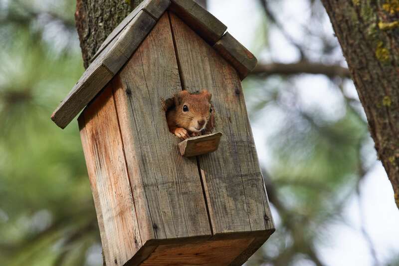 squirrel, volgograd, russia,  # фото превью